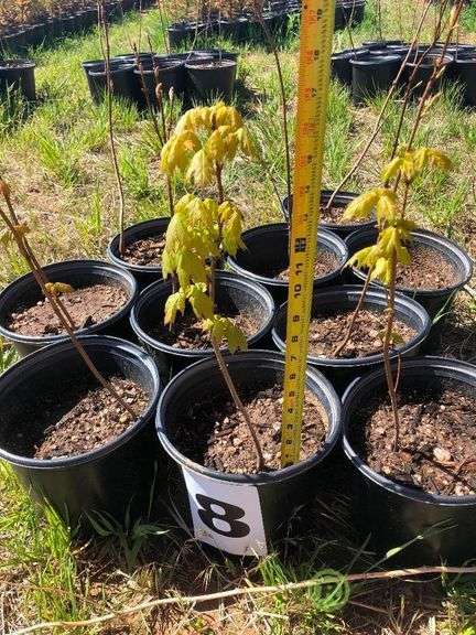 (10) Sugar Maple Tree Saplings - Roller Auctions