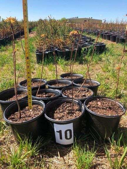 (10) Sugar Maple Tree Saplings - Roller Auctions