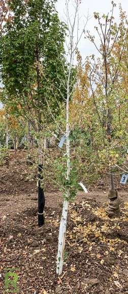 Quaking Aspen Clump, 8’ - Roller Auctions