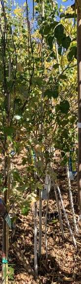 Quaking Aspen Clump, 12’ - Roller Auctions