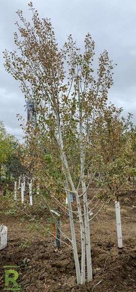 Quaking Aspen Clump, 12’ - Roller Auctions