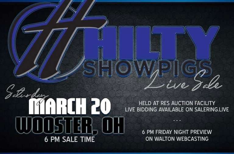 Hilty Showpigs Live Sale