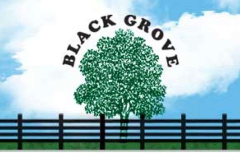 Black Grove Maternal Influence Sale