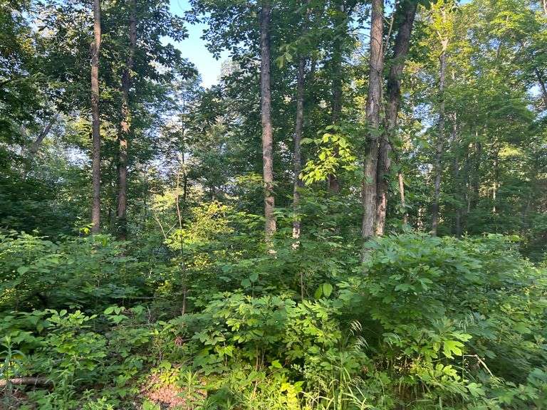Tract 2 40 + or Acres, .56 + or acres, 7 acres food plots