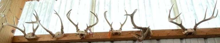 6 Deer Racks - Sherwood Auctions