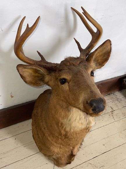 Mounted Deer Head w/ 8 Point Rack - Sherwood Auctions