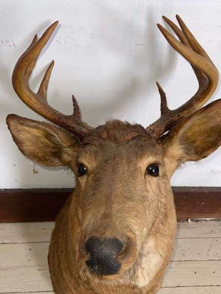 Mounted Deer Head w/ 8 Point Rack - Sherwood Auctions