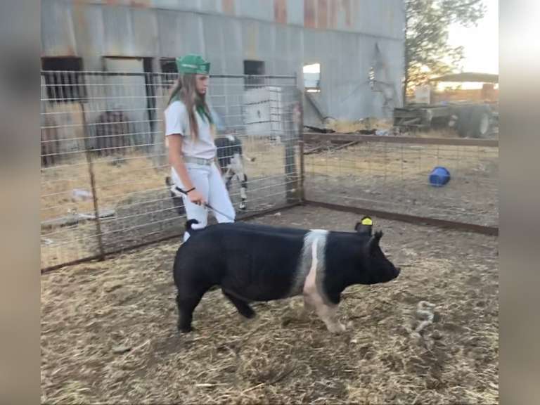 Danielle Teicheira Escalon 4H