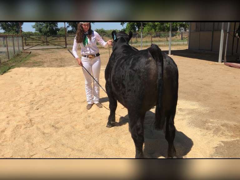Vivian Borba Escalon 4H
