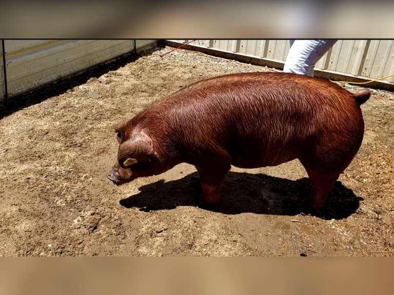 Zoey Baracosa Escalon 4H