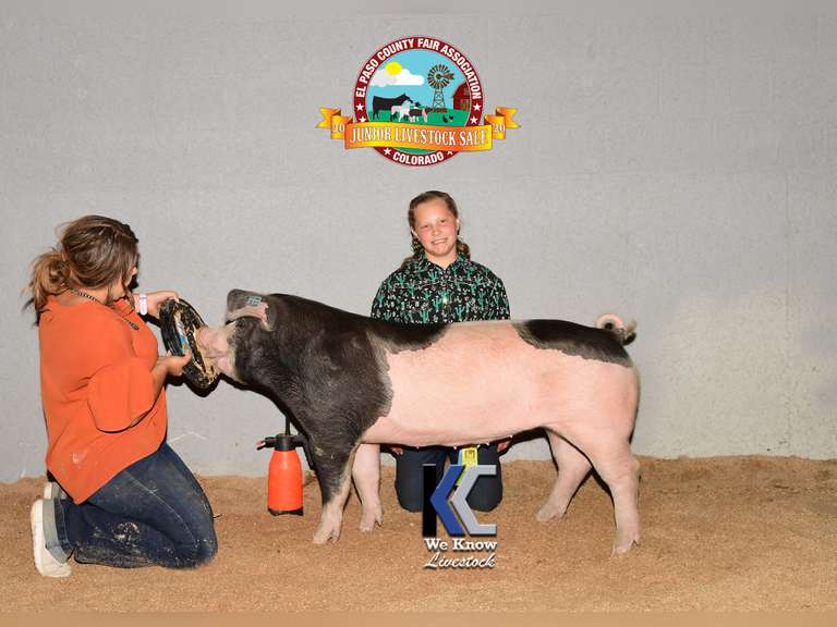 Shea Savage Calhan Ranch Hands 4h Club