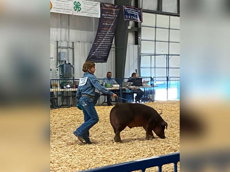 Makenzie Hill Makin’ Bacon 4H Club