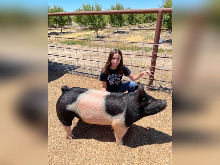 Emerson Frerichs-Silveria Tracy FFA - StockShowAuctions.com
