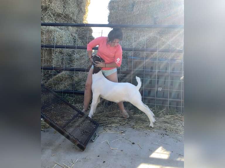 Lorena Zepeda Ripon Christian FFA