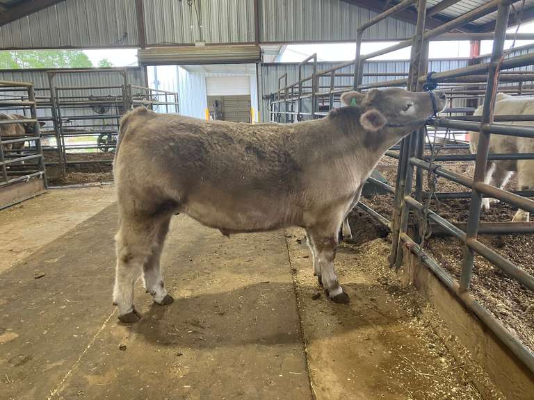 Taylor Chizer Lumberton FFA