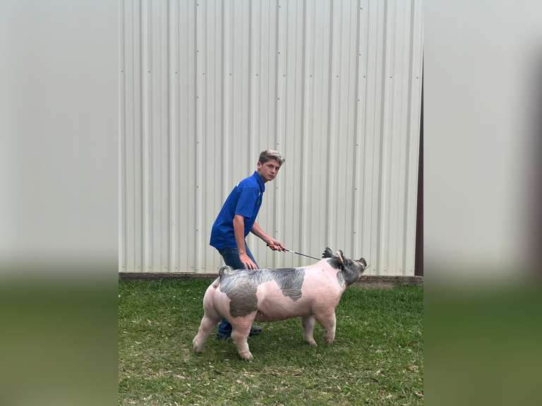 Case Loper Kirbyville FFA