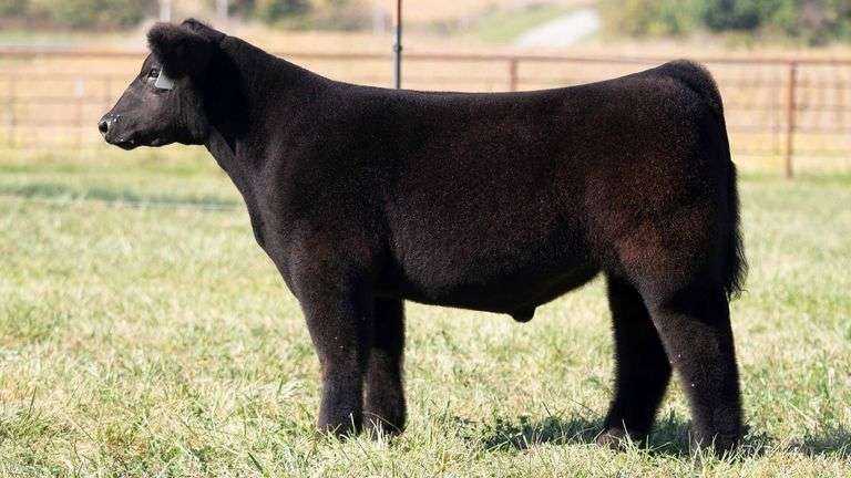 TAG 117 STEER