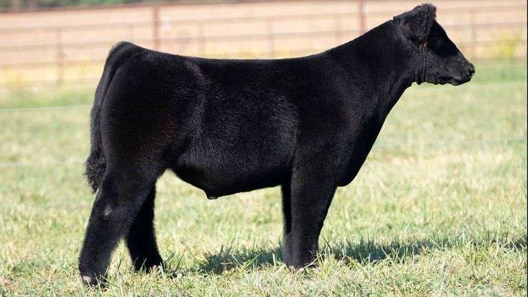 TAG 107 STEER