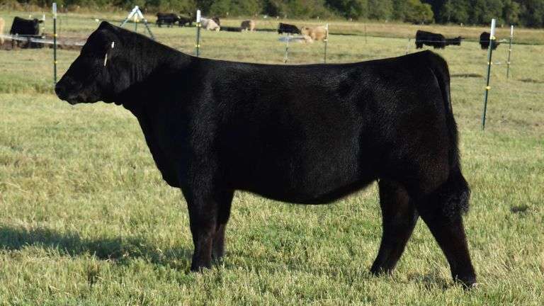 TAG 973 MAY WE ALL HEIFER