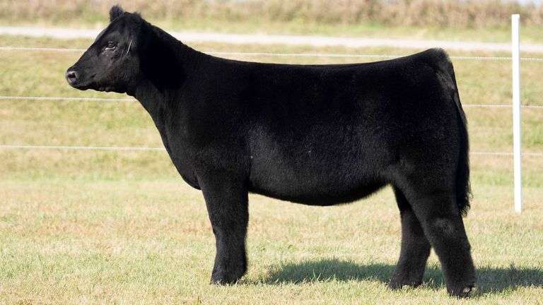 TAG 10 HEIFER