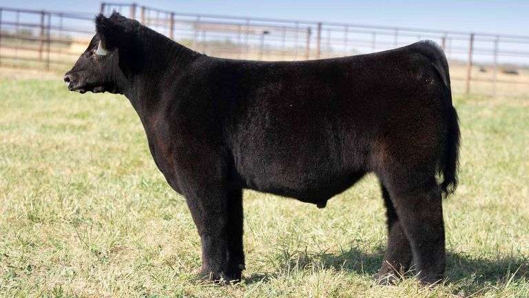 TAG 125 STEER