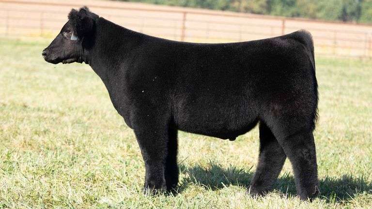TAG 104 STEER