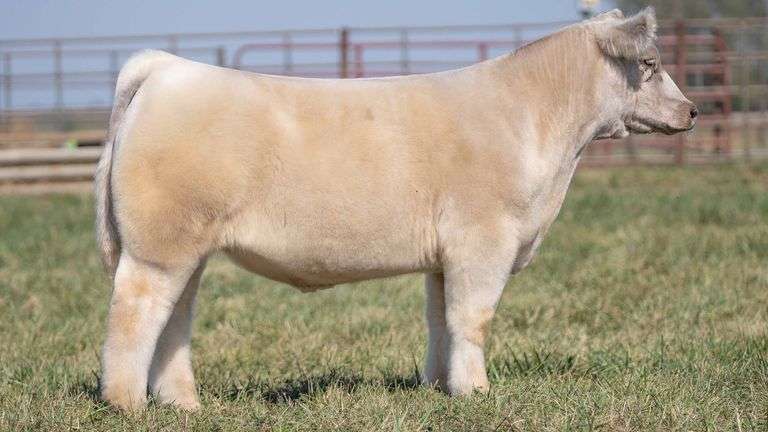 TAG 120 STEER