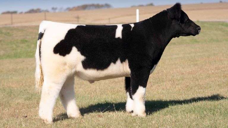 TAG 33 STEER