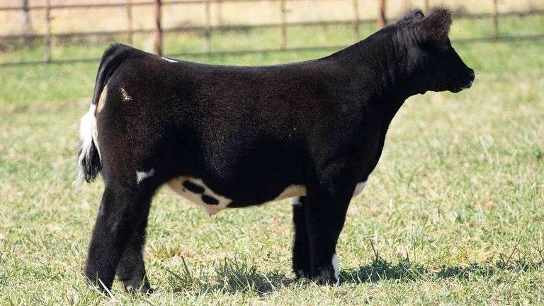 TAG 118 STEER
