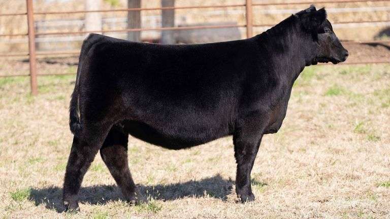TAG 20 HEIFER