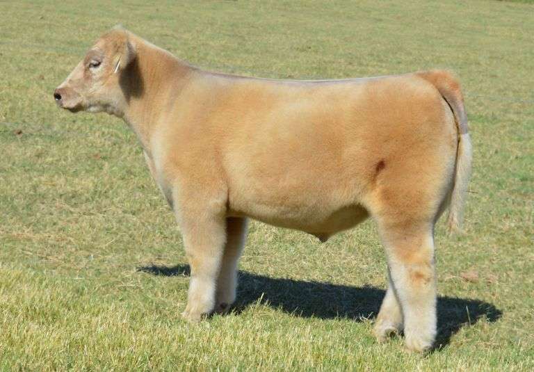 TAG 956 IGWT STEER