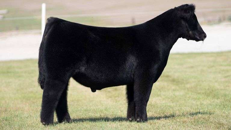 TAG 2 STEER