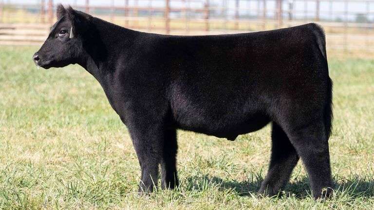 TAG 109 STEER