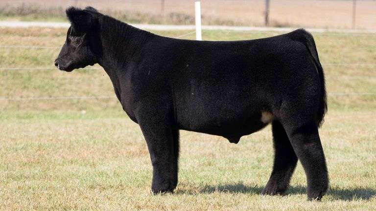 TAG 14 STEER