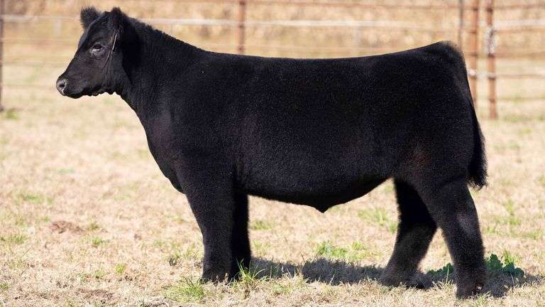 TAG 97 STEER