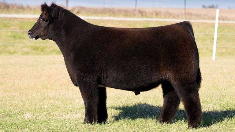 TAG 34 STEER