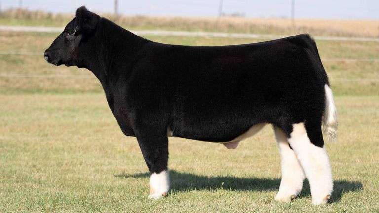 TAG 12 STEER