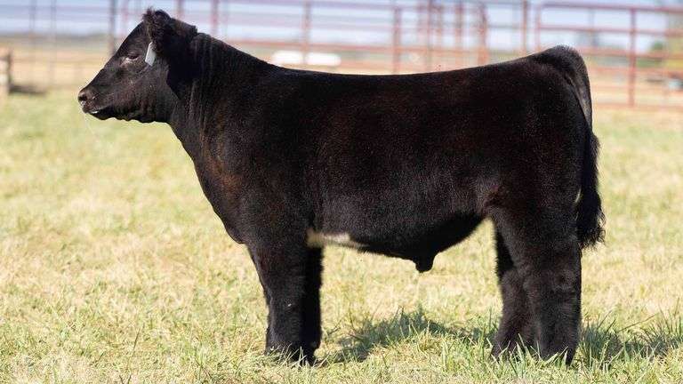 TAG 115 STEER