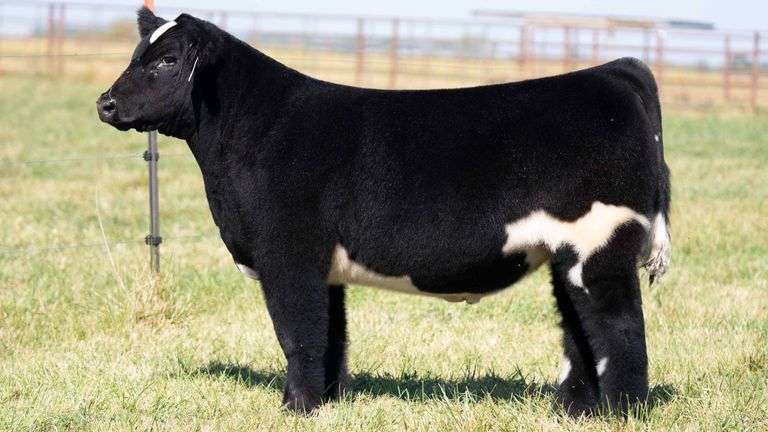 TAG 108 STEER