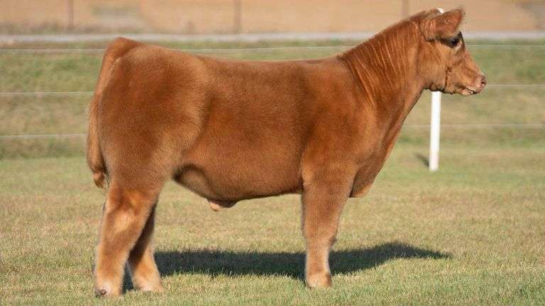 TAG 6 STEER