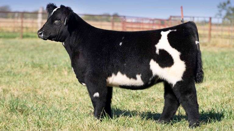 TAG 131 HEIFER