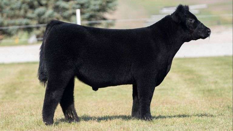 TAG 8 STEER