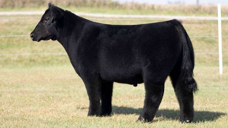 TAG 7 STEER