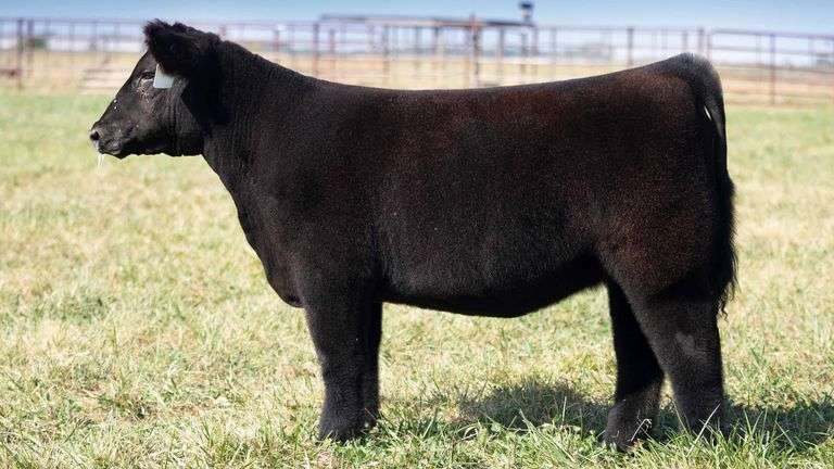 TAG 126 HEIFER