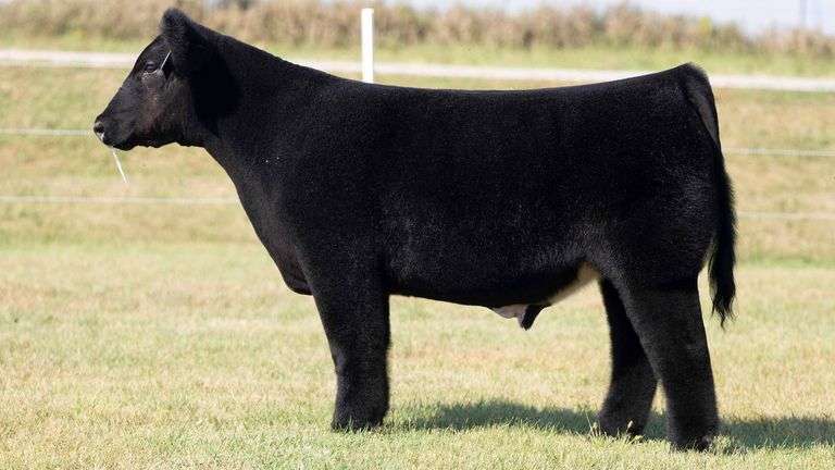 TAG 5 STEER
