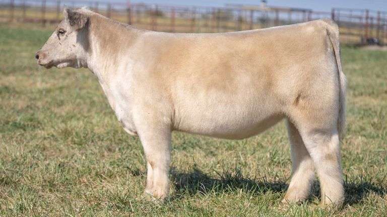 TAG 101 HEIFER