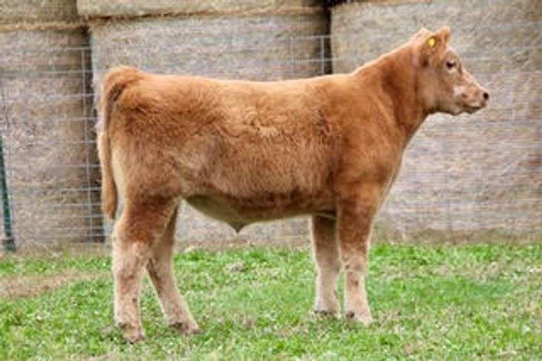 TAG JUST CAUSE STEER