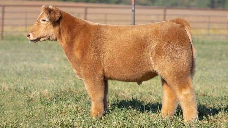 TAG 112 STEER