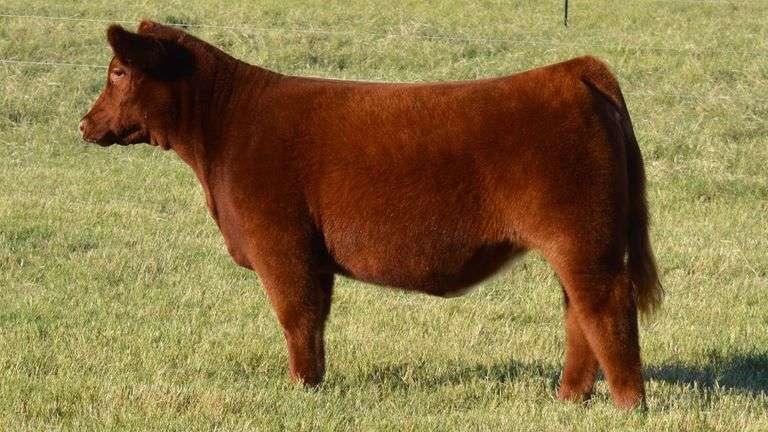 TAG 1008 HEIFER