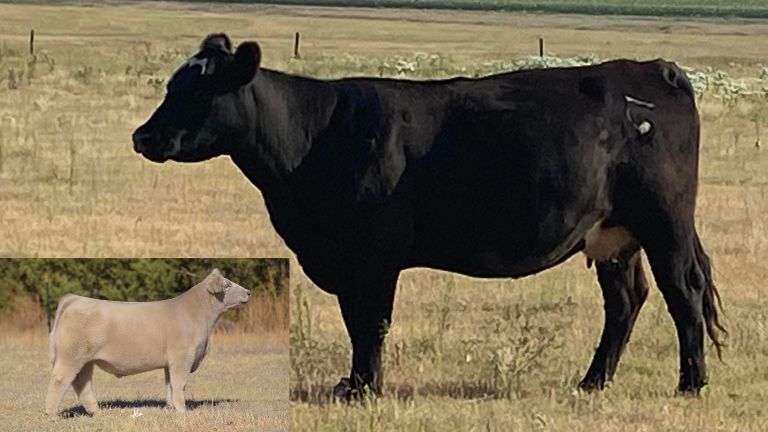 12/05/21 REISS LIVESTOCK